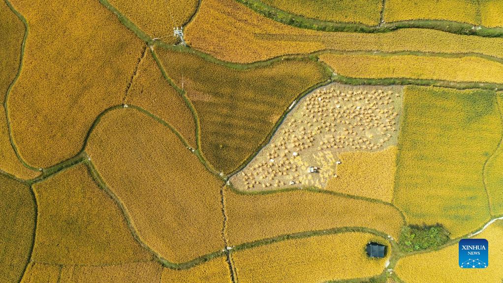 Aerial photo taken on Sept. 12, 2021 shows farmers harvesting paddy rice in Jinpi Village of Wantanhe Township in Longli County, southwest China's Guizhou Province. (Photo by Long Yi/Xinhua)