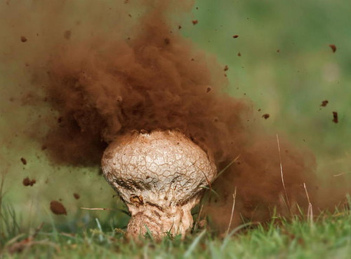 最大单体蘑菇看着像馒头吃着像豆腐嫩时很美味老了会冒烟