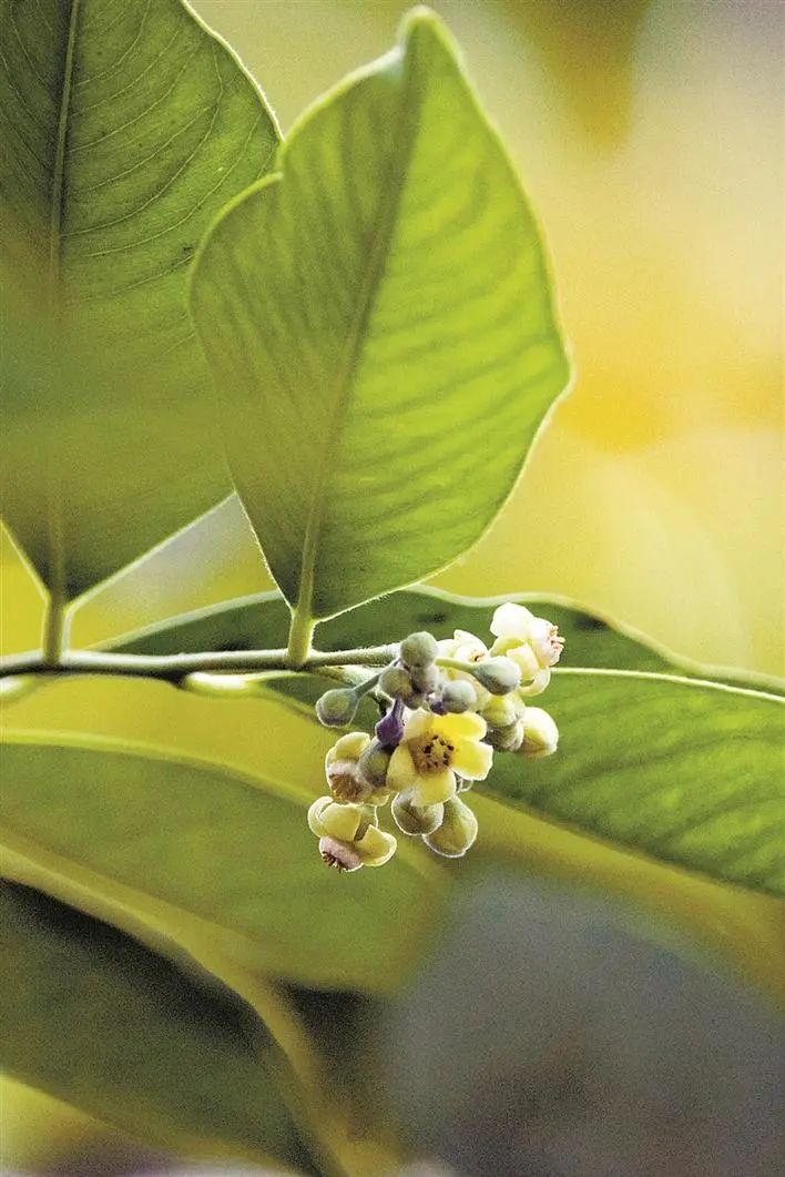 和辨识,濒危野生保护植物的相关知识和法律法规更需要积极宣传和普及