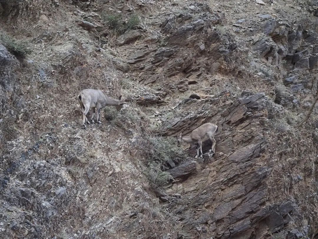 狼山的灰色崖壁上,没有一只岩羊能逃过她的眼睛休闲区蓝鸢梦想 - Www.slyday.coM 狼山的灰色崖壁上,没有一只岩羊能逃过她的眼睛休闲区蓝鸢梦想 - Www.slyday.coM