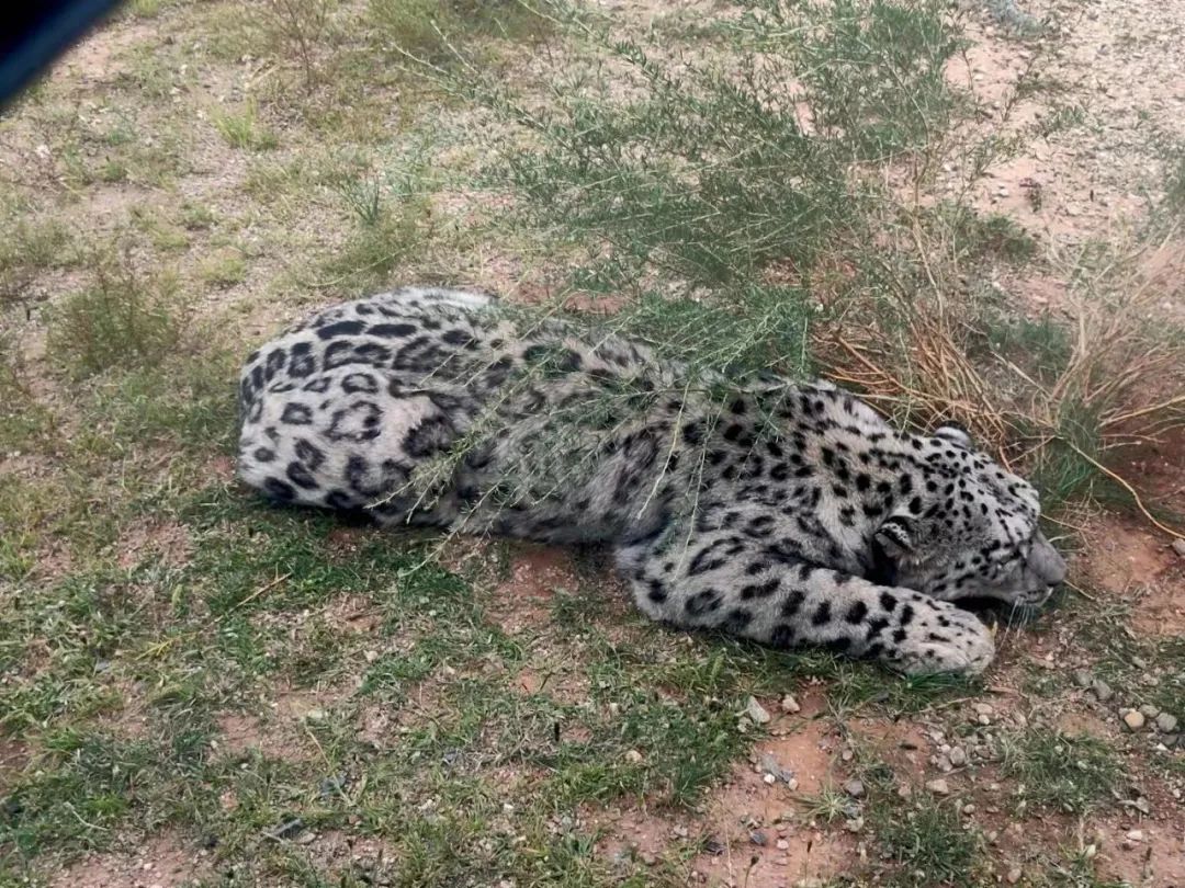 狼山的灰色崖壁上,没有一只岩羊能逃过她的眼睛休闲区蓝鸢梦想 - Www.slyday.coM 狼山的灰色崖壁上,没有一只岩羊能逃过她的眼睛休闲区蓝鸢梦想 - Www.slyday.coM
