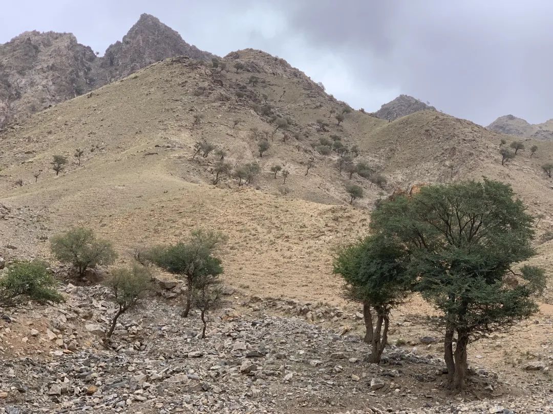 狼山的灰色崖壁上,没有一只岩羊能逃过她的眼睛休闲区蓝鸢梦想 - Www.slyday.coM 狼山的灰色崖壁上,没有一只岩羊能逃过她的眼睛休闲区蓝鸢梦想 - Www.slyday.coM