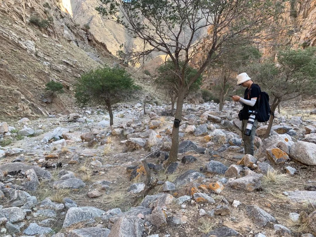 狼山的灰色崖壁上,没有一只岩羊能逃过她的眼睛休闲区蓝鸢梦想 - Www.slyday.coM 狼山的灰色崖壁上,没有一只岩羊能逃过她的眼睛休闲区蓝鸢梦想 - Www.slyday.coM
