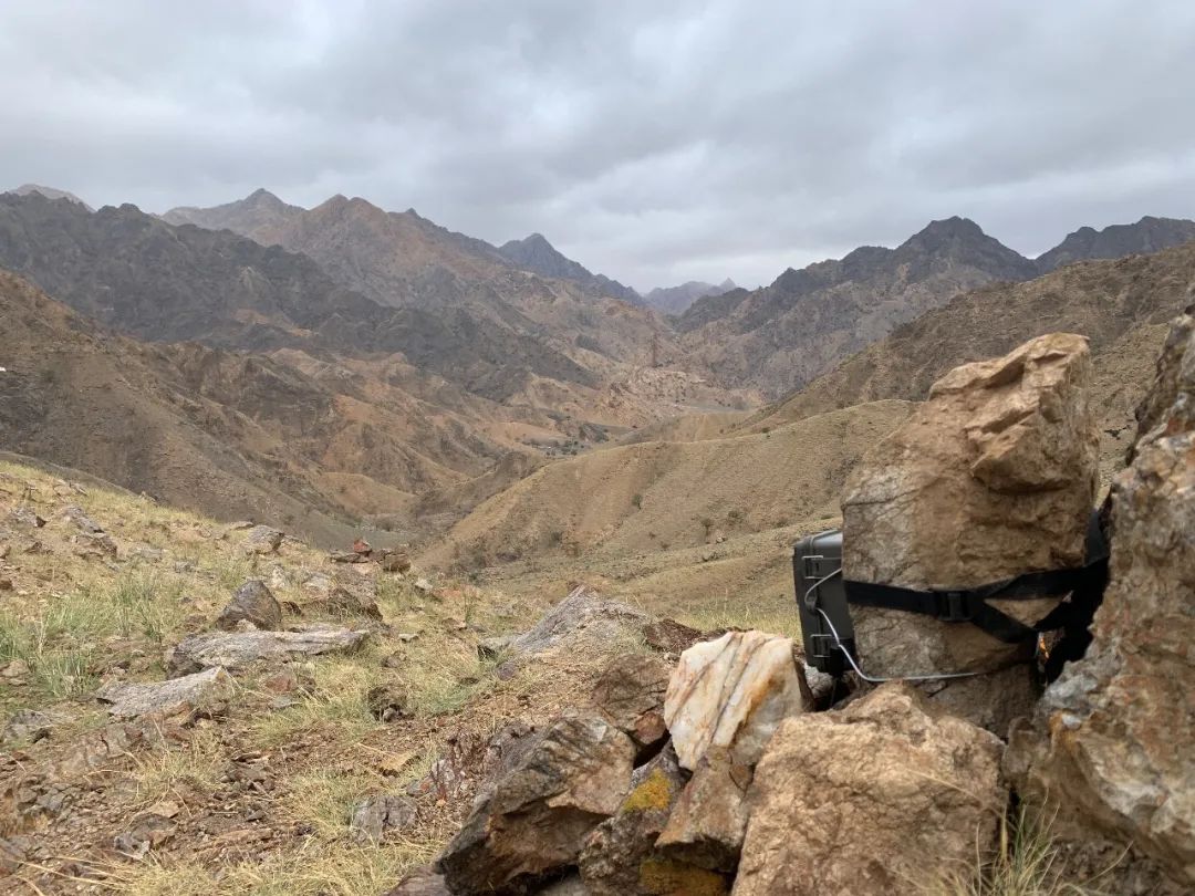 狼山的灰色崖壁上,没有一只岩羊能逃过她的眼睛休闲区蓝鸢梦想 - Www.slyday.coM 狼山的灰色崖壁上,没有一只岩羊能逃过她的眼睛休闲区蓝鸢梦想 - Www.slyday.coM