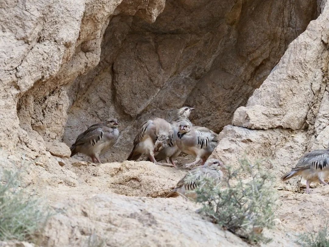 狼山的灰色崖壁上,没有一只岩羊能逃过她的眼睛休闲区蓝鸢梦想 - Www.slyday.coM 狼山的灰色崖壁上,没有一只岩羊能逃过她的眼睛休闲区蓝鸢梦想 - Www.slyday.coM