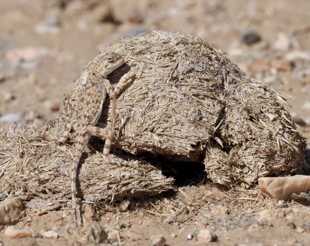 狼山的灰色崖壁上,没有一只岩羊能逃过她的眼睛休闲区蓝鸢梦想 - Www.slyday.coM 狼山的灰色崖壁上,没有一只岩羊能逃过她的眼睛休闲区蓝鸢梦想 - Www.slyday.coM