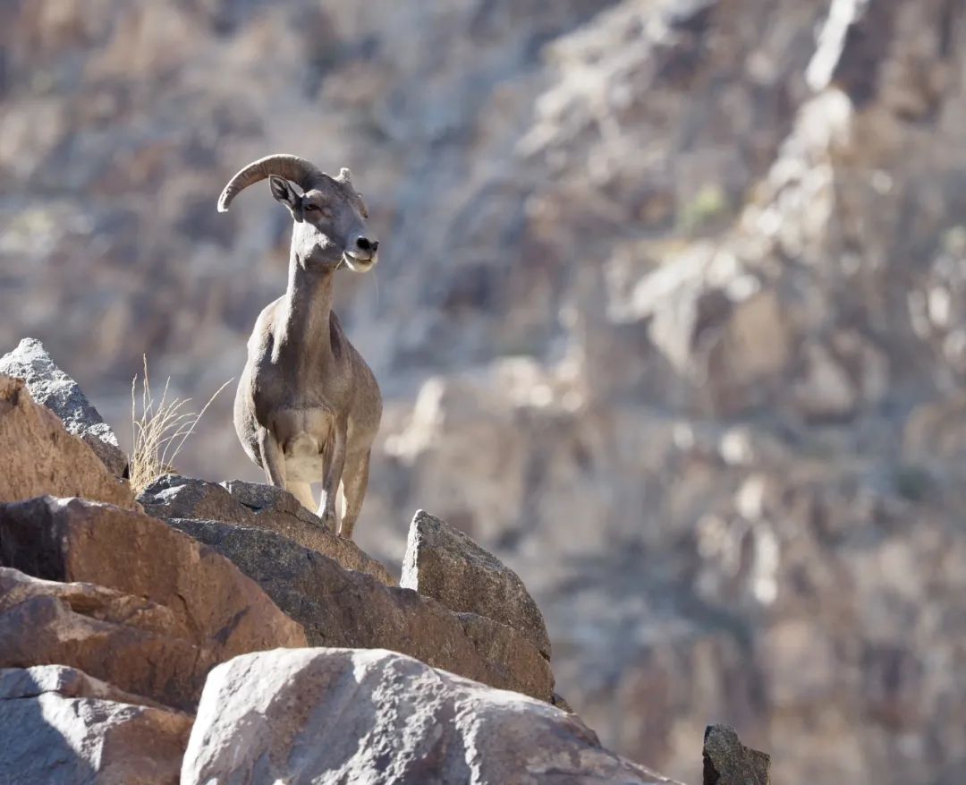 狼山的灰色崖壁上,没有一只岩羊能逃过她的眼睛休闲区蓝鸢梦想 - Www.slyday.coM 狼山的灰色崖壁上,没有一只岩羊能逃过她的眼睛休闲区蓝鸢梦想 - Www.slyday.coM