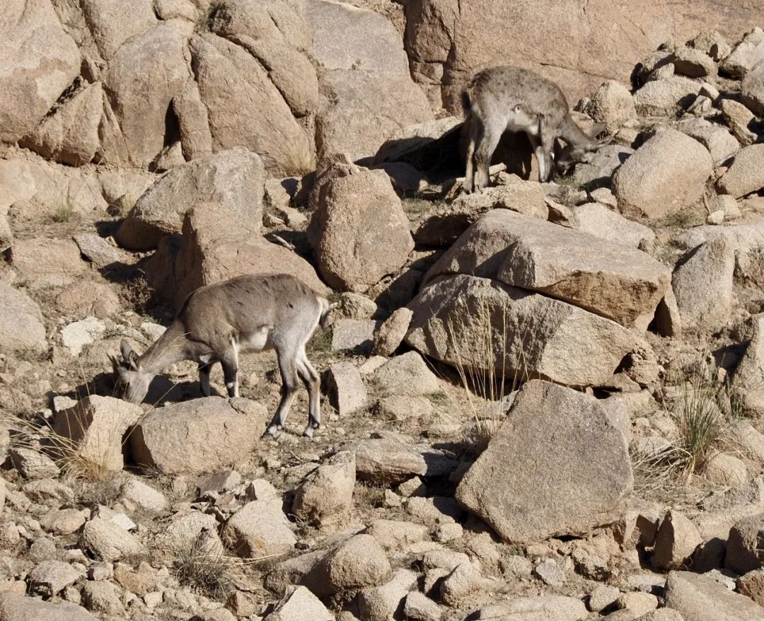 狼山的灰色崖壁上,没有一只岩羊能逃过她的眼睛休闲区蓝鸢梦想 - Www.slyday.coM 狼山的灰色崖壁上,没有一只岩羊能逃过她的眼睛休闲区蓝鸢梦想 - Www.slyday.coM