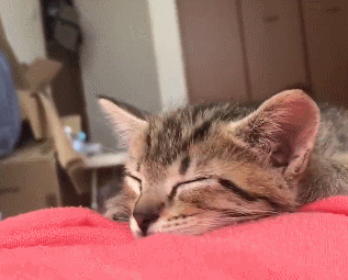 小猫咪趴主人肚子上睡觉,可爱表情萌翻天,猫咪:梦里鱼干知多少