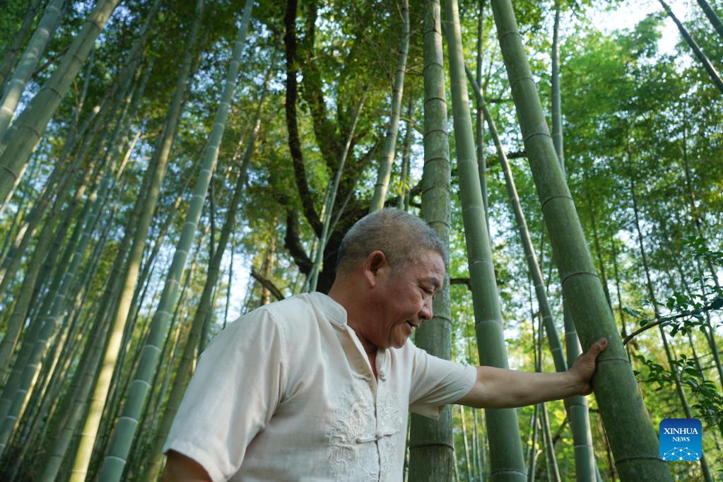 Li Nian'gen selects a bamboo trunk from a bamboo grove in Dongcun Township, Fenyi County, Xinyu City of east China's Jiangxi Province, Sept. 1, 2021. Li Nian'gen, 62, is the fifth-generation inheritor of bamboo-weaving techniques in Dongcun Township. Li acquired bamboo-weaving techniques from his uncle when he was barely nine years old, and started to make a living on his own at the age of 15. More than 20 of his apprentices chose to seek employment for better income in other walks of life away from home in early 1990s, but Li decided to stay and stick to his profession. Li occasionally demonstrated his bamboo-weaving techniques on a video clip platform as suggested by others in 2019, and became increasingly popular ever since then. Now Li has more than 8 million followers on different platforms, with his short videos popular among netizens. (Xinhua/Zhou Mi)