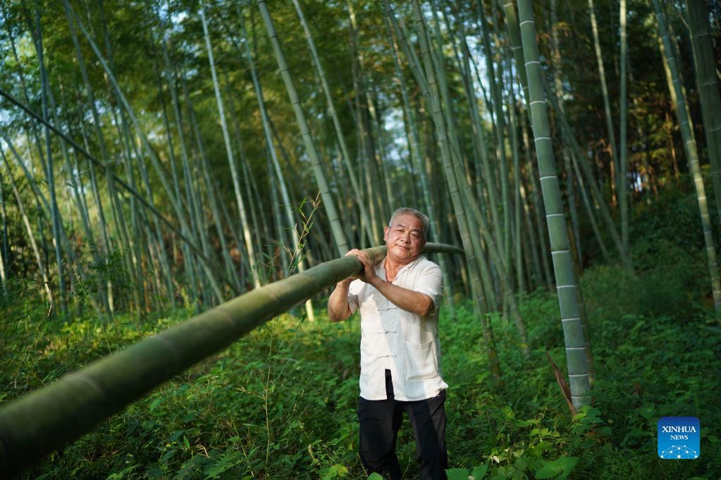 Li Nian'gen carries a bamboo trunk from a bamboo grove in Dongcun Township, Fenyi County, Xinyu City of east China's Jiangxi Province, Sept. 1, 2021. Li Nian'gen, 62, is the fifth-generation inheritor of bamboo-weaving techniques in Dongcun Township. Li acquired bamboo-weaving techniques from his uncle when he was barely nine years old, and started to make a living on his own at the age of 15. More than 20 of his apprentices chose to seek employment for better income in other walks of life away from home in early 1990s, but Li decided to stay and stick to his profession. Li occasionally demonstrated his bamboo-weaving techniques on a video clip platform as suggested by others in 2019, and became increasingly popular ever since then. Now Li has more than 8 million followers on different platforms, with his short videos popular among netizens. (Xinhua/Zhou Mi)