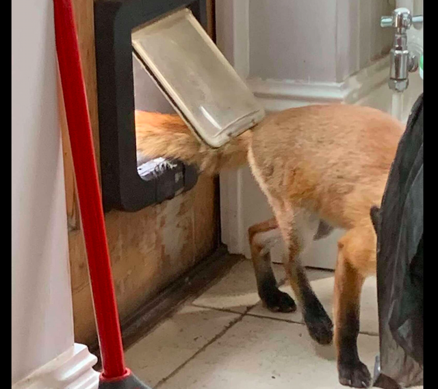 女子误把野生动物当成流浪狗,好心喂养一个月,猫差点都被吃了!休闲区蓝鸢梦想 - Www.slyday.coM 女子误把野生动物当成流浪狗,好心喂养一个月,猫差点都被吃了!休闲区蓝鸢梦想 - Www.slyday.coM