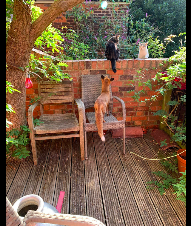 女子误把野生动物当成流浪狗,好心喂养一个月,猫差点都被吃了!休闲区蓝鸢梦想 - Www.slyday.coM 女子误把野生动物当成流浪狗,好心喂养一个月,猫差点都被吃了!休闲区蓝鸢梦想 - Www.slyday.coM