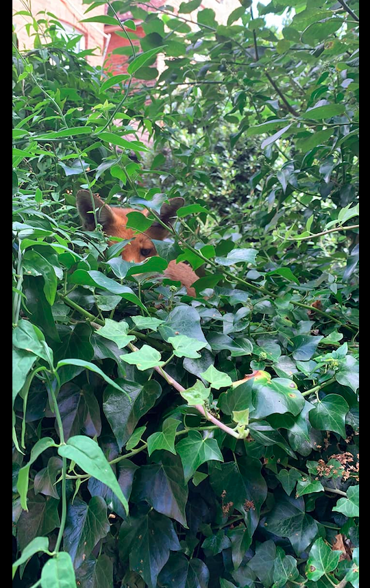 女子误把野生动物当成流浪狗,好心喂养一个月,猫差点都被吃了!休闲区蓝鸢梦想 - Www.slyday.coM 女子误把野生动物当成流浪狗,好心喂养一个月,猫差点都被吃了!休闲区蓝鸢梦想 - Www.slyday.coM