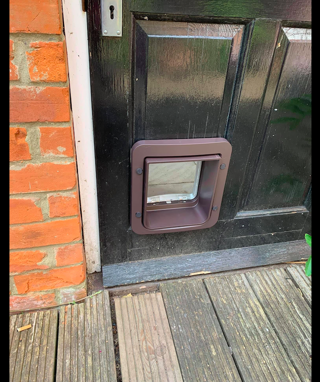 女子误把野生动物当成流浪狗,好心喂养一个月,猫差点都被吃了!休闲区蓝鸢梦想 - Www.slyday.coM 女子误把野生动物当成流浪狗,好心喂养一个月,猫差点都被吃了!休闲区蓝鸢梦想 - Www.slyday.coM