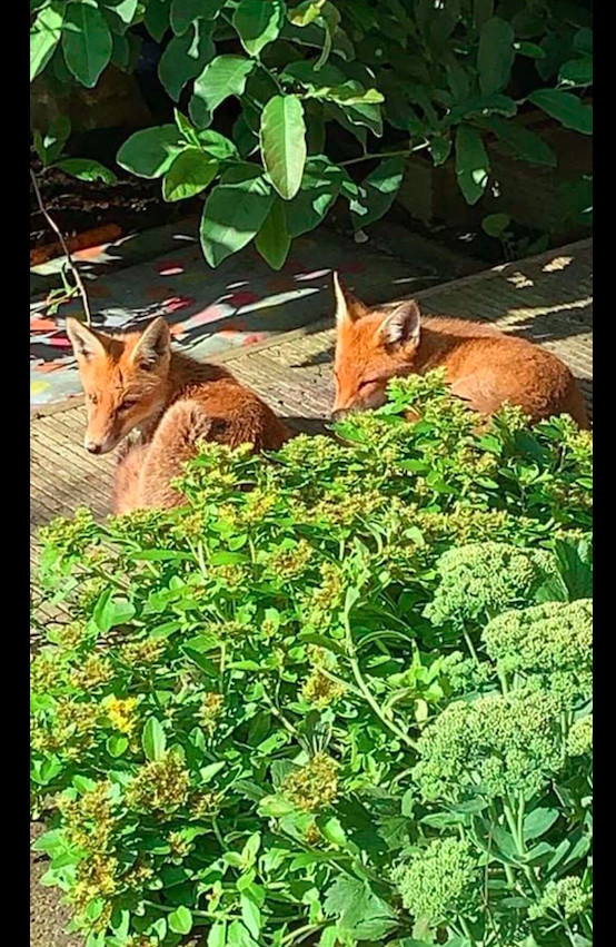女子误把野生动物当成流浪狗,好心喂养一个月,猫差点都被吃了!休闲区蓝鸢梦想 - Www.slyday.coM 女子误把野生动物当成流浪狗,好心喂养一个月,猫差点都被吃了!休闲区蓝鸢梦想 - Www.slyday.coM