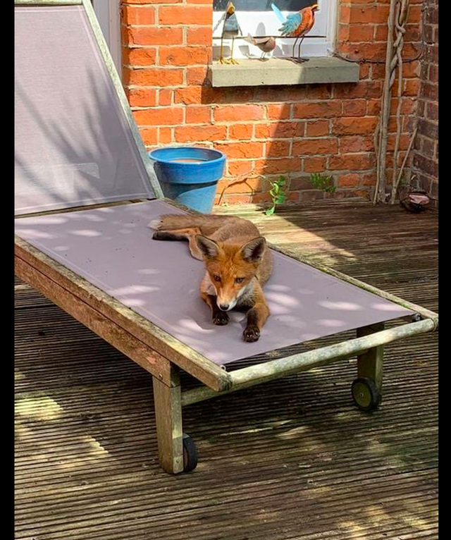 女子误把野生动物当成流浪狗,好心喂养一个月,猫差点都被吃了!休闲区蓝鸢梦想 - Www.slyday.coM 女子误把野生动物当成流浪狗,好心喂养一个月,猫差点都被吃了!休闲区蓝鸢梦想 - Www.slyday.coM