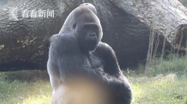 视频|美国动物园18只猩猩感染新冠 或被一名员工传染休闲区蓝鸢梦想 - Www.slyday.coM 视频|美国动物园18只猩猩感染新冠 或被一名员工传染休闲区蓝鸢梦想 - Www.slyday.coM