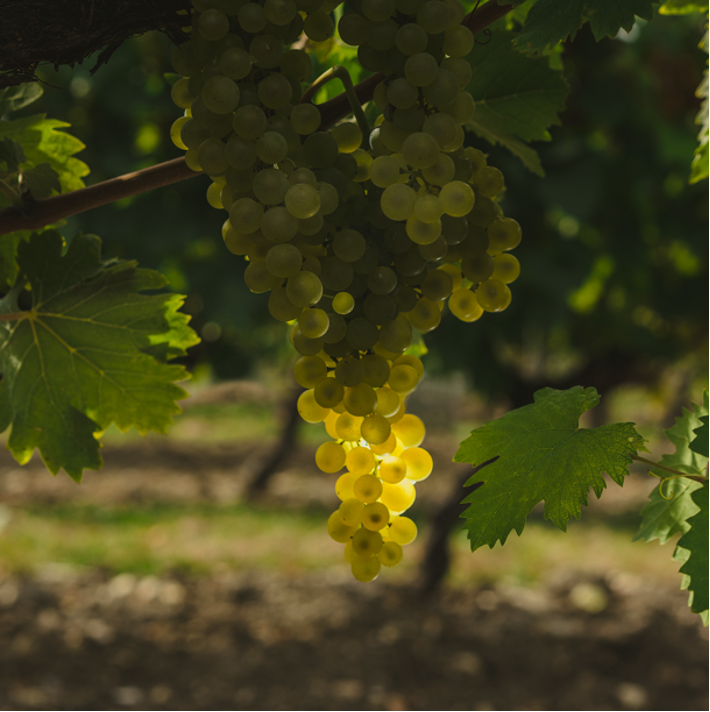 路易十三上海首家品牌店启幕,在时光流转中探索法式生活艺术休闲区蓝鸢梦想 - Www.slyday.coM 路易十三上海首家品牌店启幕,在时光流转中探索法式生活艺术休闲区蓝鸢梦想 - Www.slyday.coM