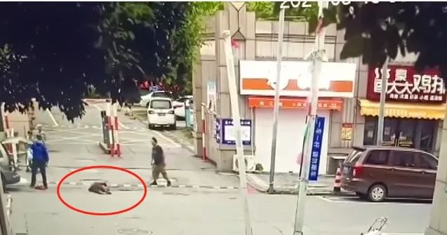 城管拎摔卖菜老人,已立案调查!休闲区蓝鸢梦想 - Www.slyday.coM 城管拎摔卖菜老人,已立案调查!休闲区蓝鸢梦想 - Www.slyday.coM