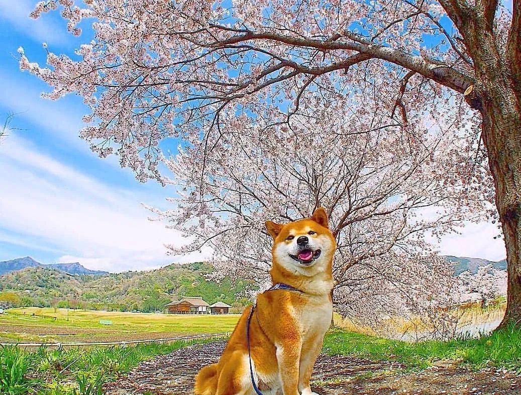 100张柴犬与花的合照治愈了无数人