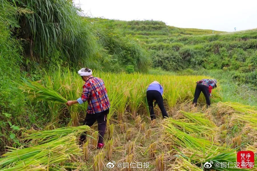 “金竹贡米”丰收，沿河群众笑弯腰水稻梯田