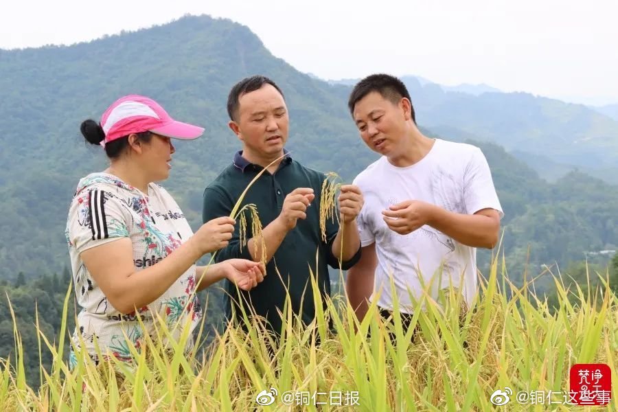 “金竹贡米”丰收，沿河群众笑弯腰水稻梯田