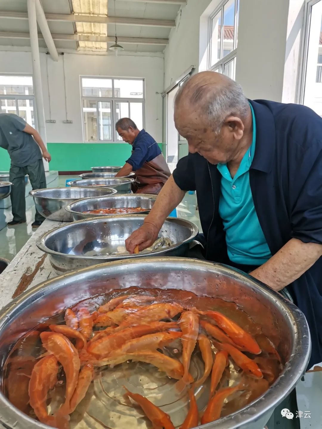 天津有位89岁“鱼爷爷”:如果没有他,你我的餐桌上可能会少一条鱼休闲区蓝鸢梦想 - Www.slyday.coM 天津有位89岁“鱼爷爷”:如果没有他,你我的餐桌上可能会少一条鱼休闲区蓝鸢梦想 - Www.slyday.coM