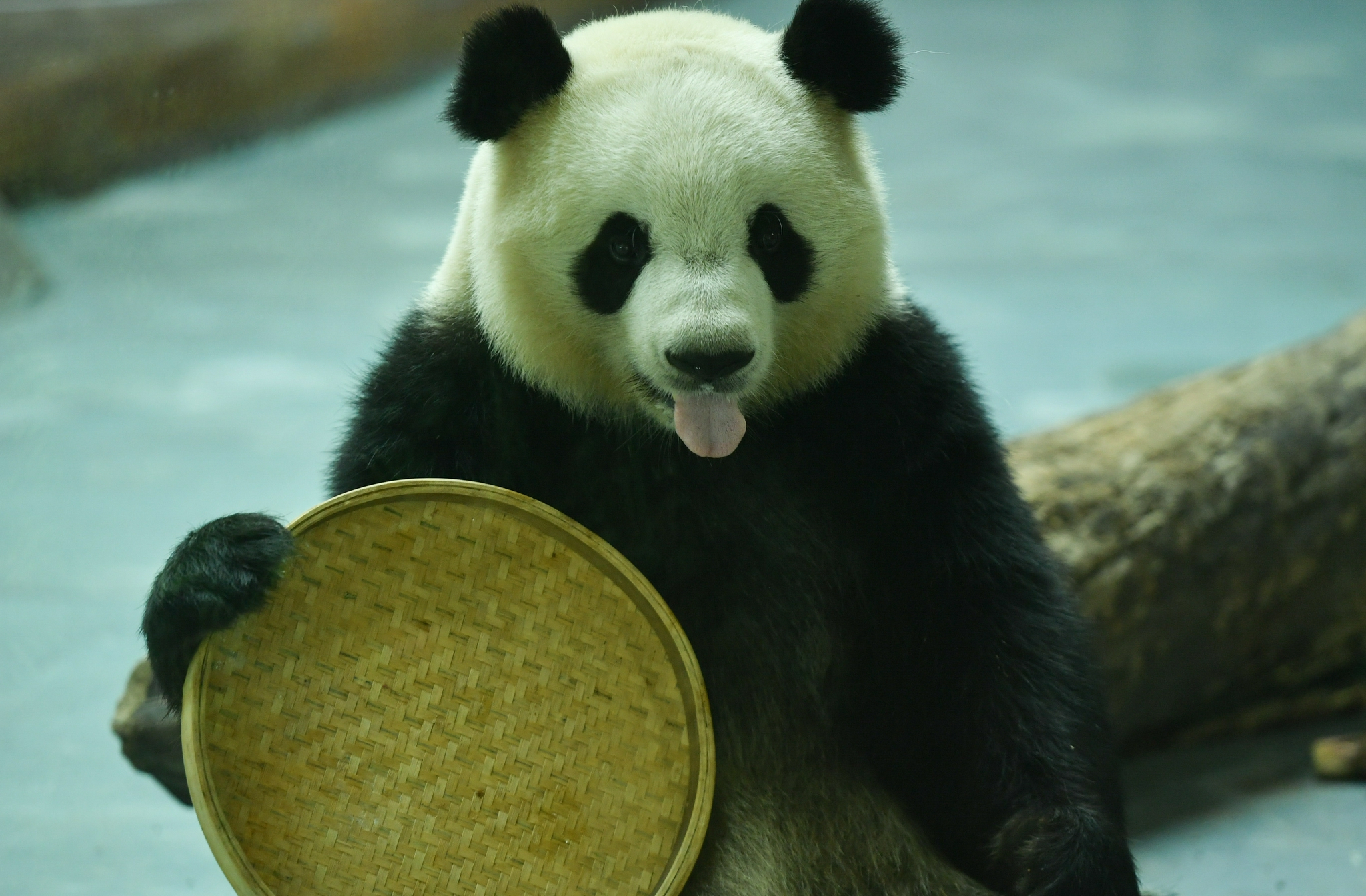 青海西宁:大熊猫“萌”动假期休闲区蓝鸢梦想 - Www.slyday.coM 青海西宁:大熊猫“萌”动假期休闲区蓝鸢梦想 - Www.slyday.coM