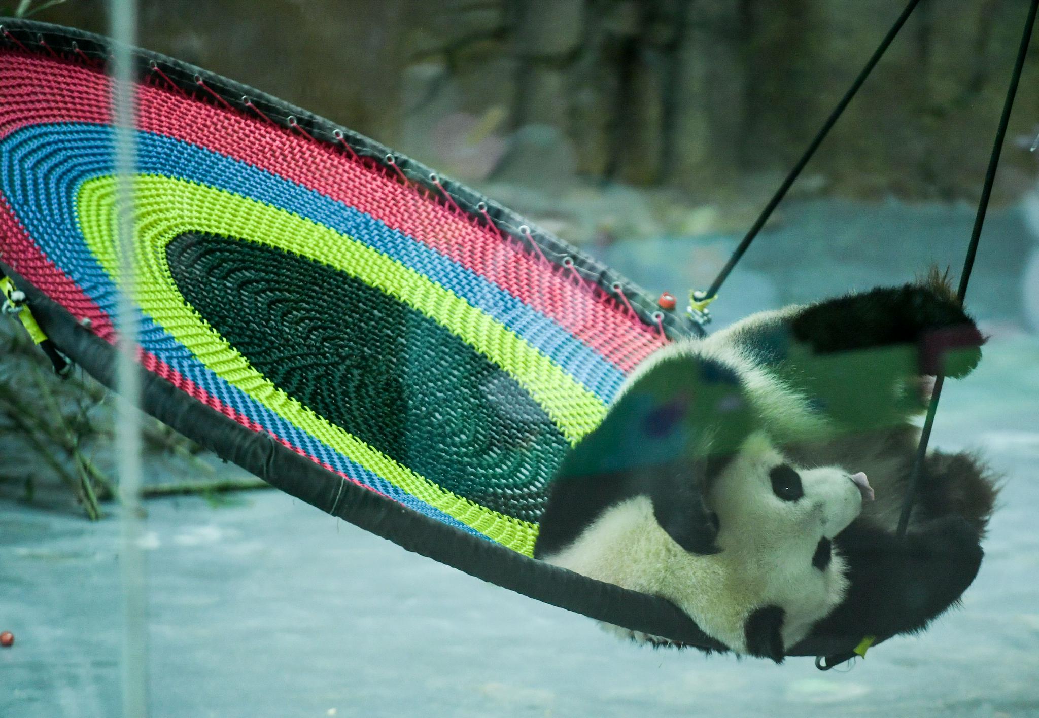 青海西宁:大熊猫“萌”动假期休闲区蓝鸢梦想 - Www.slyday.coM 青海西宁:大熊猫“萌”动假期休闲区蓝鸢梦想 - Www.slyday.coM