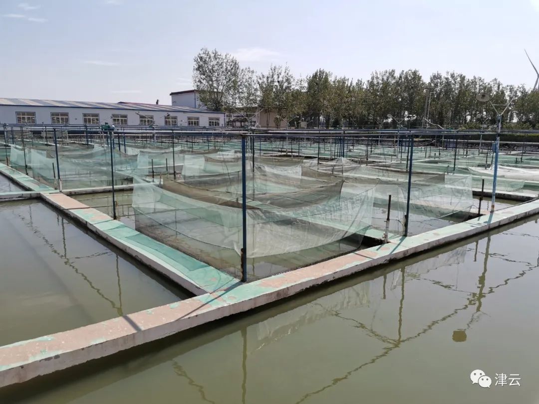 天津有位89岁“鱼爷爷”:如果没有他,你我的餐桌上可能会少一条鱼休闲区蓝鸢梦想 - Www.slyday.coM 天津有位89岁“鱼爷爷”:如果没有他,你我的餐桌上可能会少一条鱼休闲区蓝鸢梦想 - Www.slyday.coM