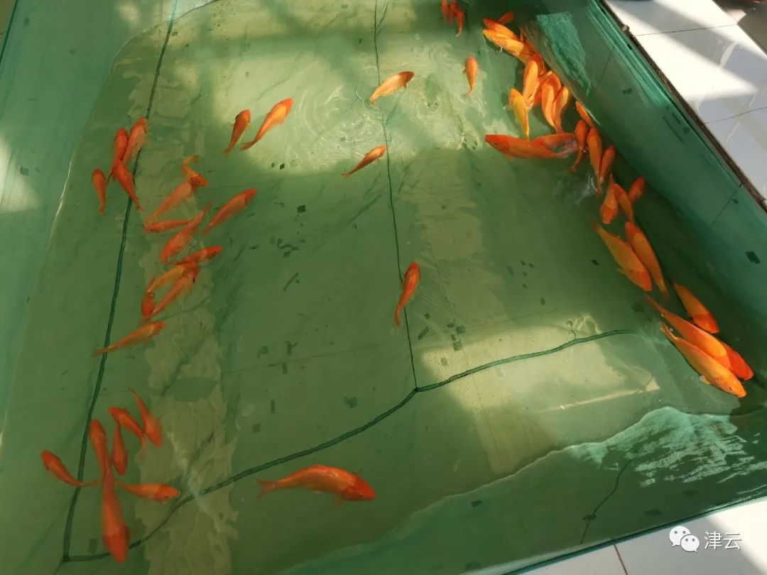 天津有位89岁“鱼爷爷”:如果没有他,你我的餐桌上可能会少一条鱼休闲区蓝鸢梦想 - Www.slyday.coM 天津有位89岁“鱼爷爷”:如果没有他,你我的餐桌上可能会少一条鱼休闲区蓝鸢梦想 - Www.slyday.coM