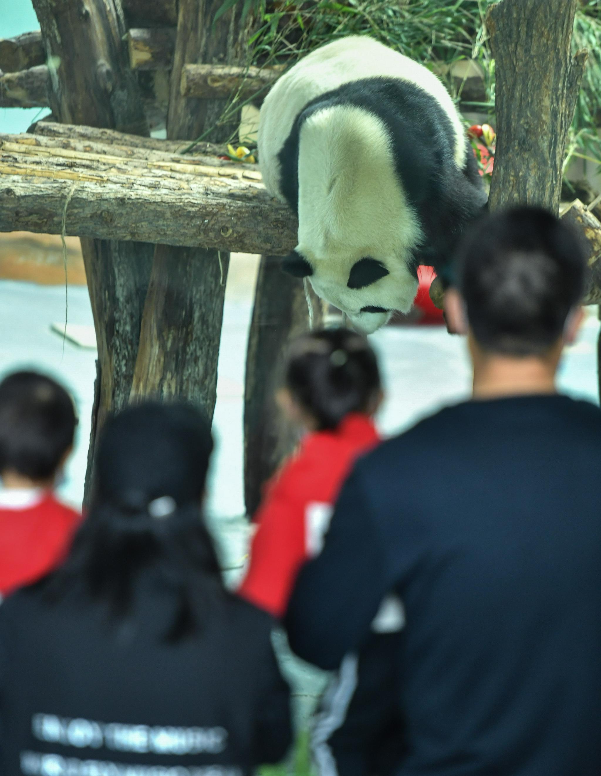 青海西宁:大熊猫“萌”动假期休闲区蓝鸢梦想 - Www.slyday.coM 青海西宁:大熊猫“萌”动假期休闲区蓝鸢梦想 - Www.slyday.coM