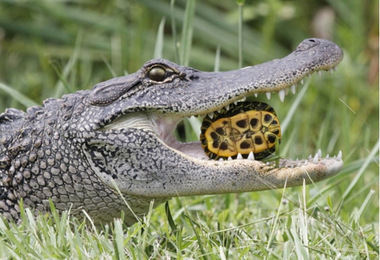 太可怕！<a href=