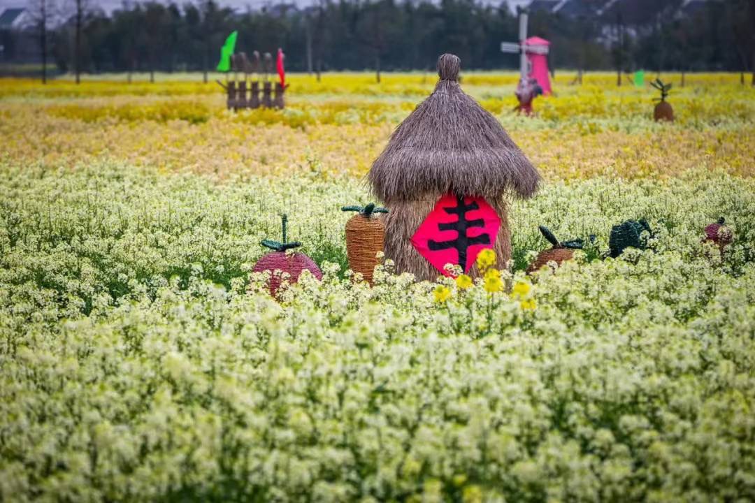 通过连续三年举办“亭林镇五色菜花节”等节庆活动,亭林镇油车村已吸引游客达10多万人次。金山区供图