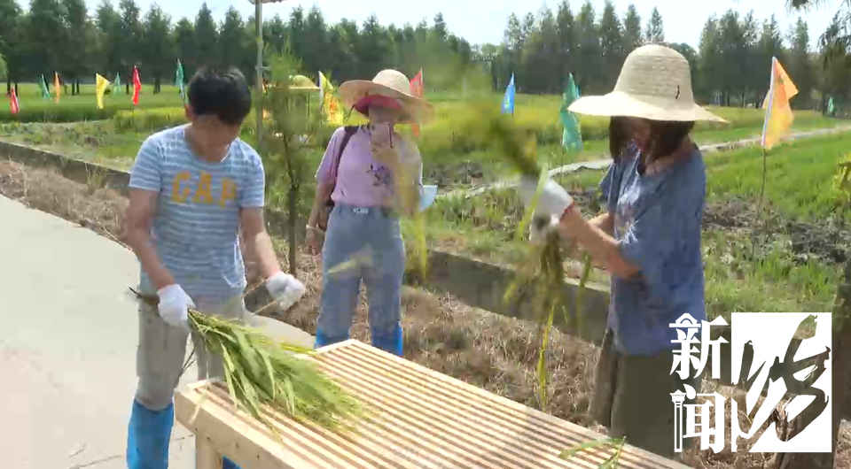今年过节不补课!“双减”后的第一个假期,孩子们都去…种田了?休闲区蓝鸢梦想 - Www.slyday.coM 今年过节不补课!“双减”后的第一个假期,孩子们都去…种田了?休闲区蓝鸢梦想 - Www.slyday.coM