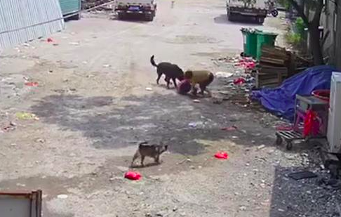 视频触目惊心!一老人被恶犬撕咬身亡,现场还有一个细节……休闲区蓝鸢梦想 - Www.slyday.coM 视频触目惊心!一老人被恶犬撕咬身亡,现场还有一个细节……休闲区蓝鸢梦想 - Www.slyday.coM