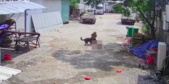 视频触目惊心!一老人被恶犬撕咬身亡,现场还有一个细节……休闲区蓝鸢梦想 - Www.slyday.coM 视频触目惊心!一老人被恶犬撕咬身亡,现场还有一个细节……休闲区蓝鸢梦想 - Www.slyday.coM