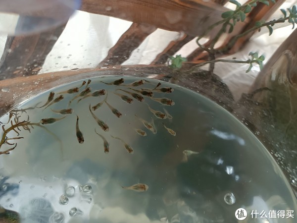 三元买的孔雀鱼越养越多这件事