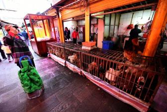 广东东莞报告1例H5N6病例 专家:为偶发个案休闲区蓝鸢梦想 - Www.slyday.coM 广东东莞报告1例H5N6病例 专家:为偶发个案休闲区蓝鸢梦想 - Www.slyday.coM