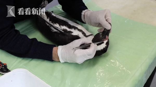 视频|南非63只企鹅在海滩离奇死亡 竟是遭蜂群袭击休闲区蓝鸢梦想 - Www.slyday.coM 视频|南非63只企鹅在海滩离奇死亡 竟是遭蜂群袭击休闲区蓝鸢梦想 - Www.slyday.coM