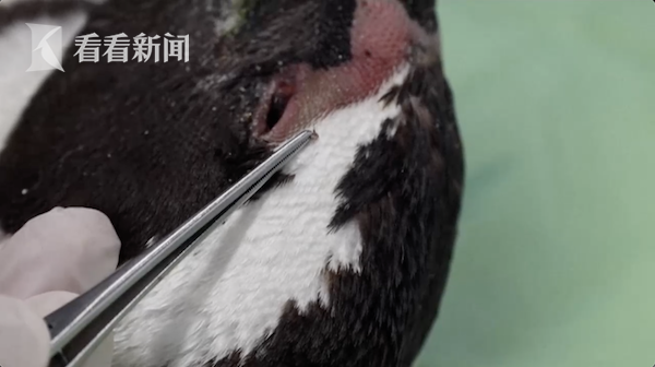 视频|南非63只企鹅在海滩离奇死亡 竟是遭蜂群袭击休闲区蓝鸢梦想 - Www.slyday.coM 视频|南非63只企鹅在海滩离奇死亡 竟是遭蜂群袭击休闲区蓝鸢梦想 - Www.slyday.coM