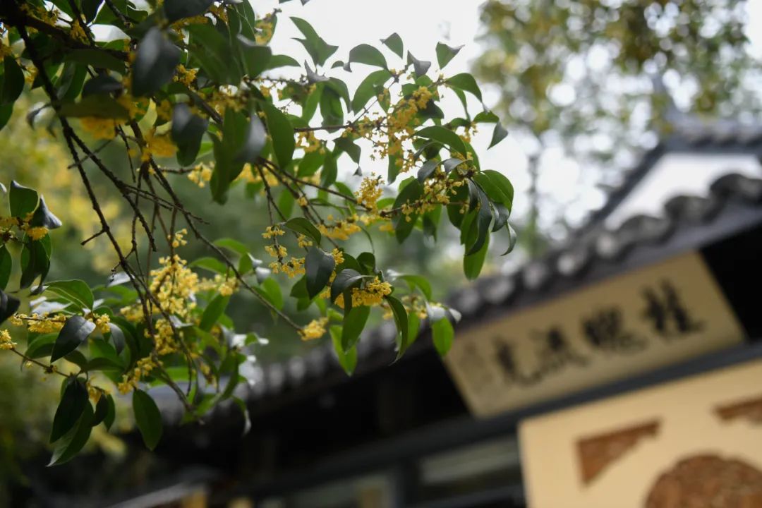 杭州"满陇桂雨"景区绽放的桂花.新华社记者 黄宗治 摄