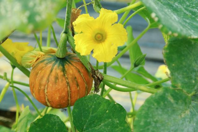 老人喜欢吃的南瓜藤,竟会给身体健康造成威胁,真是这样吗?休闲区蓝鸢梦想 - Www.slyday.coM 老人喜欢吃的南瓜藤,竟会给身体健康造成威胁,真是这样吗?休闲区蓝鸢梦想 - Www.slyday.coM