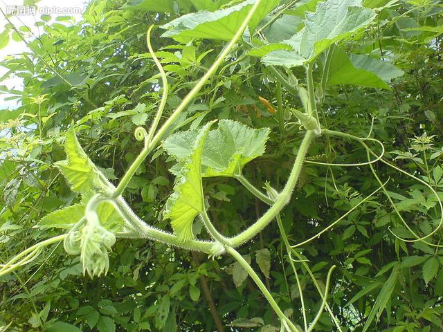 老人喜欢吃的南瓜藤,竟会给身体健康造成威胁,真是这样吗?休闲区蓝鸢梦想 - Www.slyday.coM 老人喜欢吃的南瓜藤,竟会给身体健康造成威胁,真是这样吗?休闲区蓝鸢梦想 - Www.slyday.coM