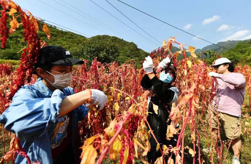 劳动课开到田间地头 北京联大学生下村参加丰收节休闲区蓝鸢梦想 - Www.slyday.coM 劳动课开到田间地头 北京联大学生下村参加丰收节休闲区蓝鸢梦想 - Www.slyday.coM
