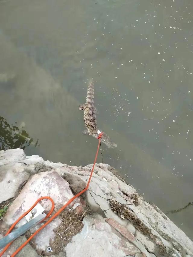 被非法放生的鳄鱼找到了,不幸死亡!官方:湖水并不适宜生存休闲区蓝鸢梦想 - Www.slyday.coM 被非法放生的鳄鱼找到了,不幸死亡!官方:湖水并不适宜生存休闲区蓝鸢梦想 - Www.slyday.coM