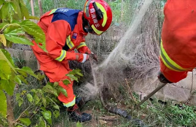 男子自家田地里惊现眼镜王蛇,3米长,有剧毒休闲区蓝鸢梦想 - Www.slyday.coM 男子自家田地里惊现眼镜王蛇,3米长,有剧毒休闲区蓝鸢梦想 - Www.slyday.coM