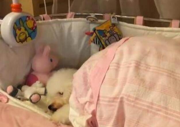 狗狗一直守护在宝宝身边睡觉，有爱相处画面让妈妈暖哭