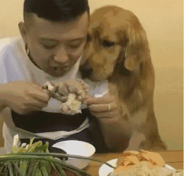 男子在金毛狗面前吃肉,却不给狗狗吃一口,它最后的表情亮了!